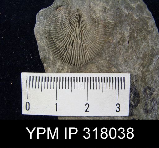 Pseudoatrypa devoniana