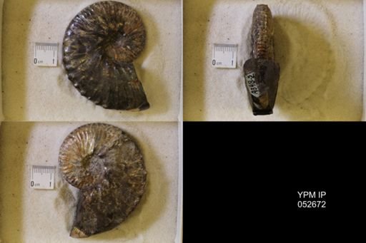 Hoploscaphites comprimus