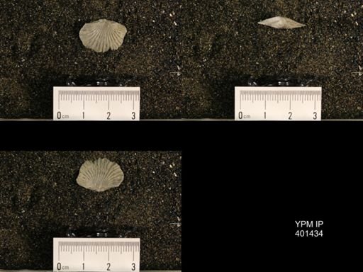 Plectorthis plicatella