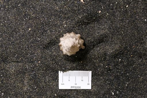 Pyrifusus? hector