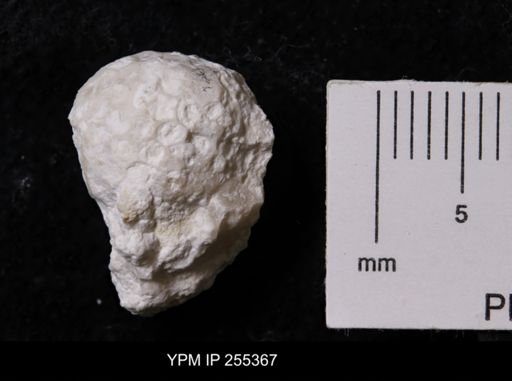 Sphaerospongia permotessellata