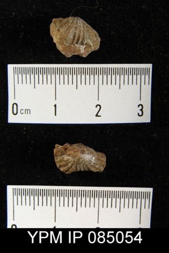 Camarotoechia borealis