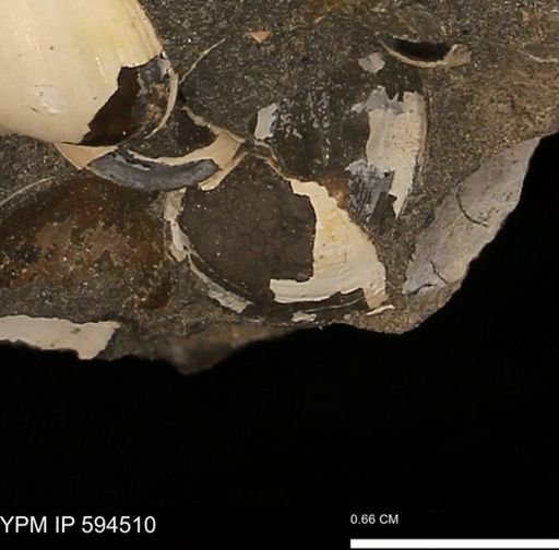 Protocardia sp.