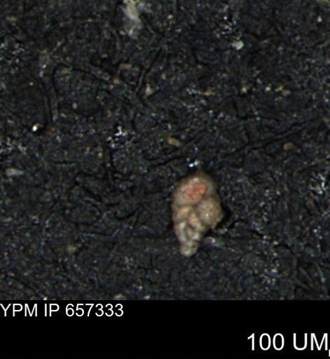Bimonilina variana