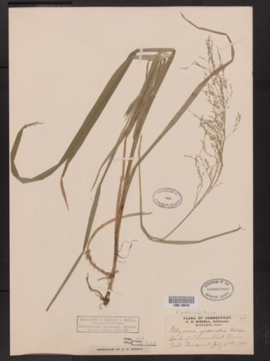 Glyceria grandis