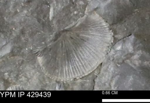 Devonochonetes scitulus
