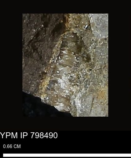Inoceramidae