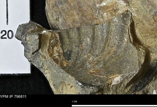 Inoceramus