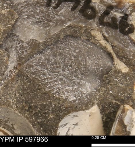 Oxytoma (Hypoxytoma) nebrascana