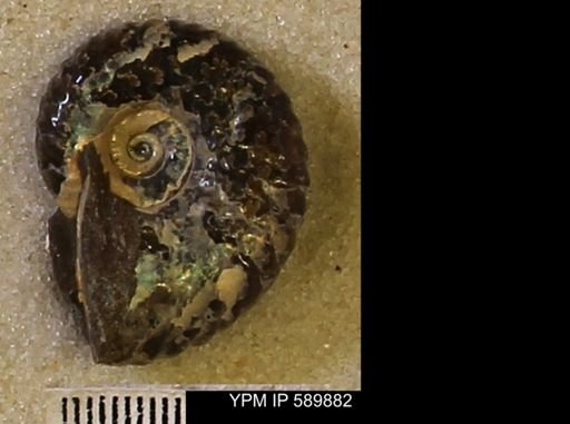 undet. Scaphitidae