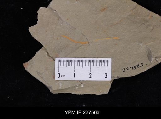 Ichnofossil