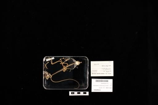 Crotaphytus
