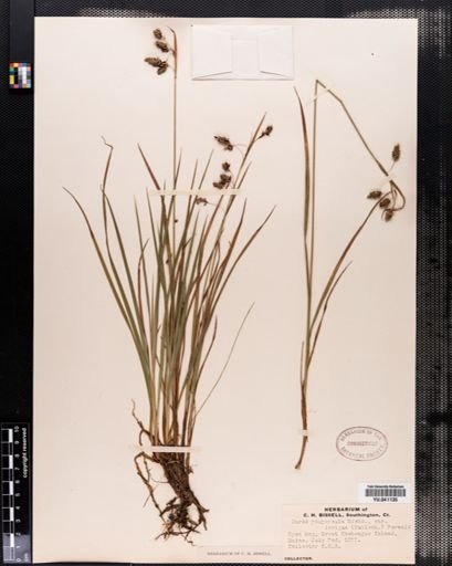 Carex paupercula