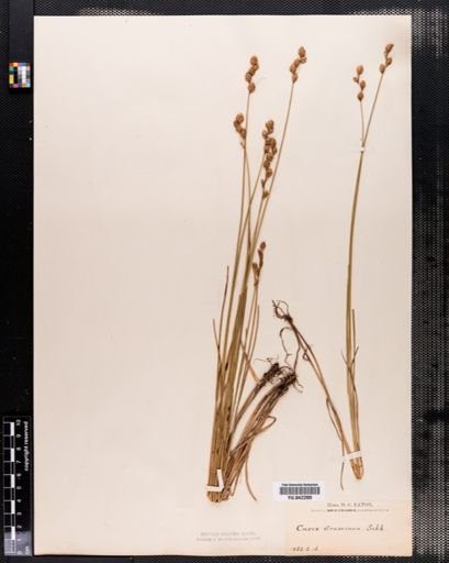 Carex tenera