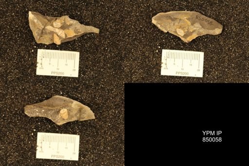 Baculites