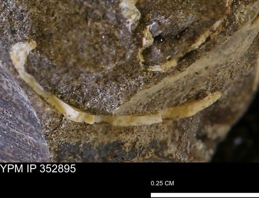 undet. Mollusca