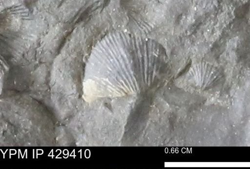 Devonochonetes scitulus