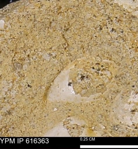 Protocardia subquadrata