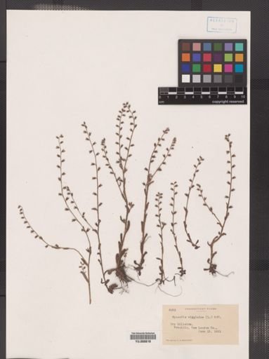 Myosotis virginica