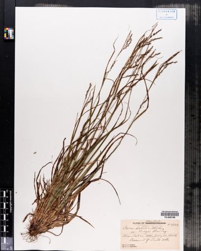 Carex debilis