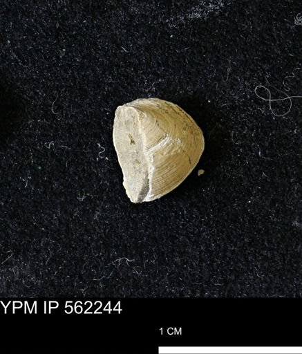 Limopsis striatopunctatus