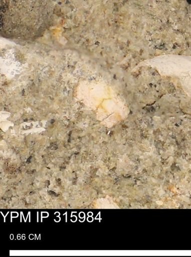 undet. Mollusca