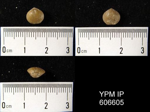 Homoeospira anticostiana
