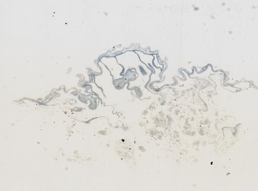 Astrangia poculata