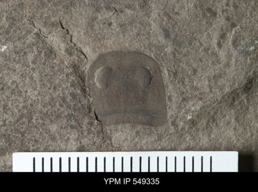 undet. Eurypterida