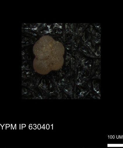 undet. Rugoglobigerinidae
