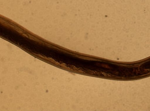Ancylostoma caninum