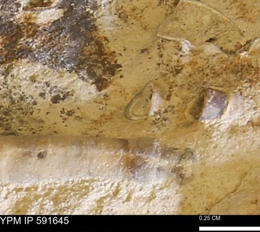 Serpulidae