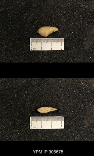 Phestia bellistriata