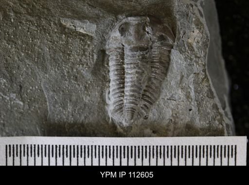 Calymene callicephala