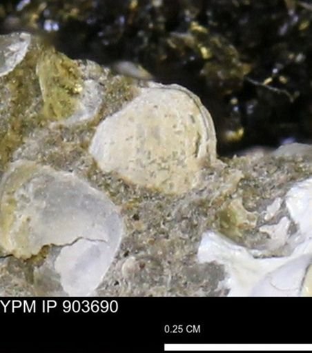 Corbulamella sp.