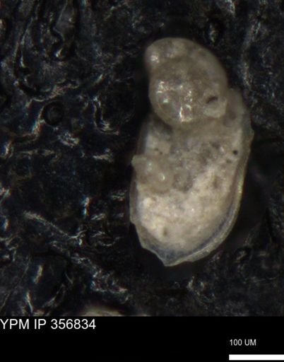 undet. Ostracoda