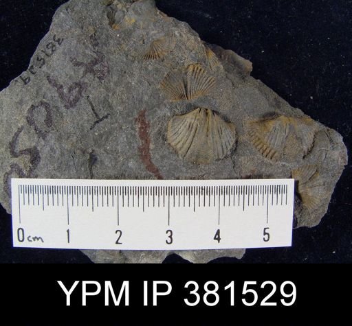 Tylothyris sp.