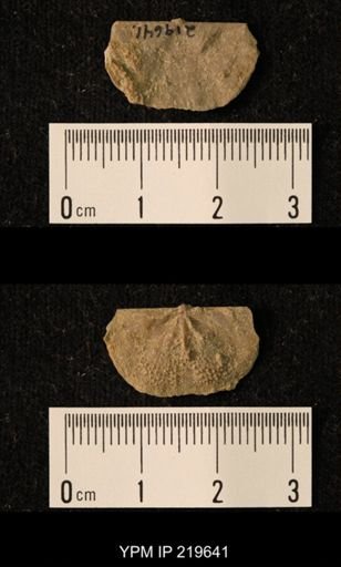Chonetes granulifer