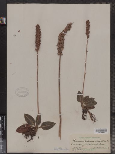 Peramium pubescens