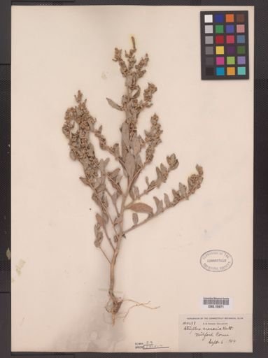 Atriplex arenaria