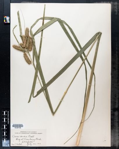 Carex comosa