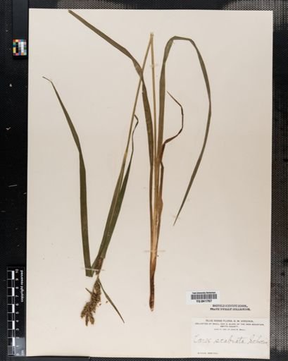 Carex scabrata