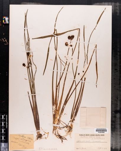 Sagittaria latifolia
