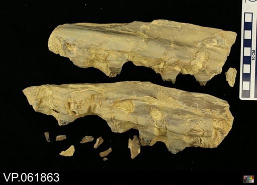 undet. Mosasauridae