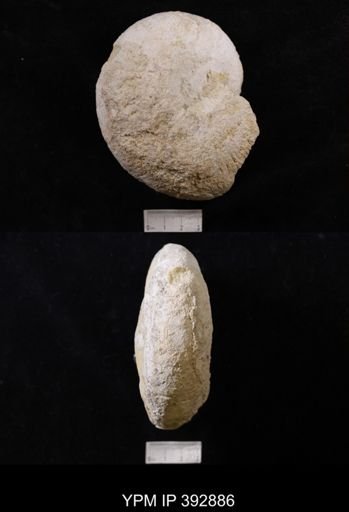 Scaphites sp.
