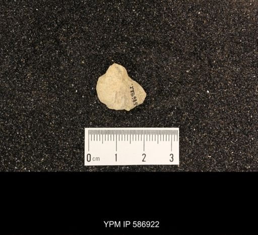 Rhynchotrema capax