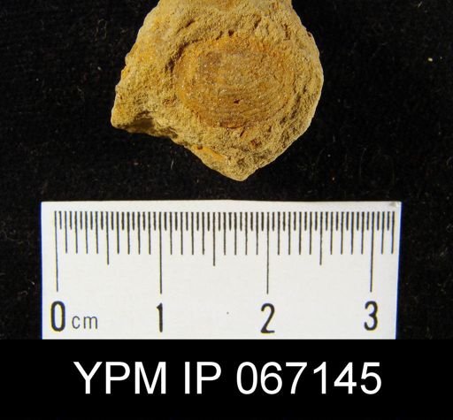 Productella hallana