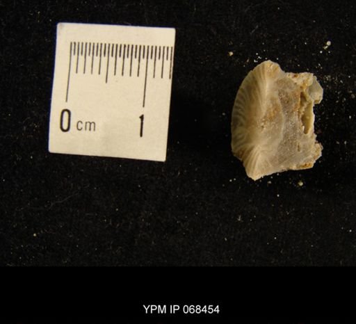Neozaphrentis subregularis