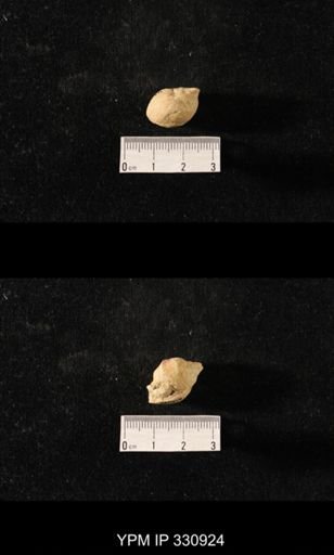 Sphaerodoma paludinaeformis