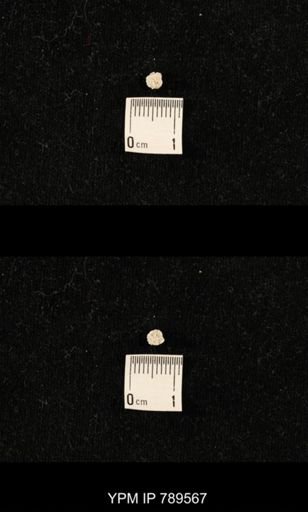 undet. Bryozoa